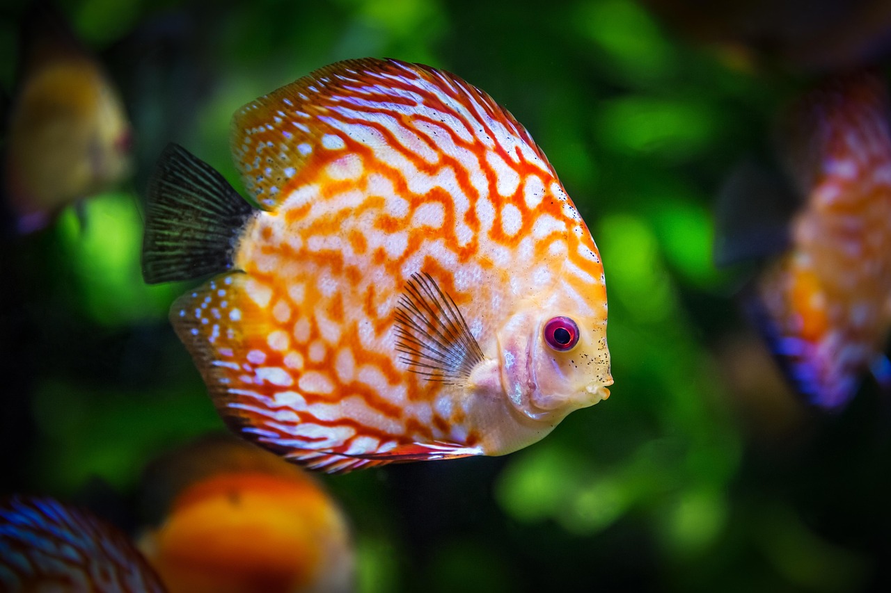 Peixes e Gêmeos combinam? Sonho e intelecto no amor