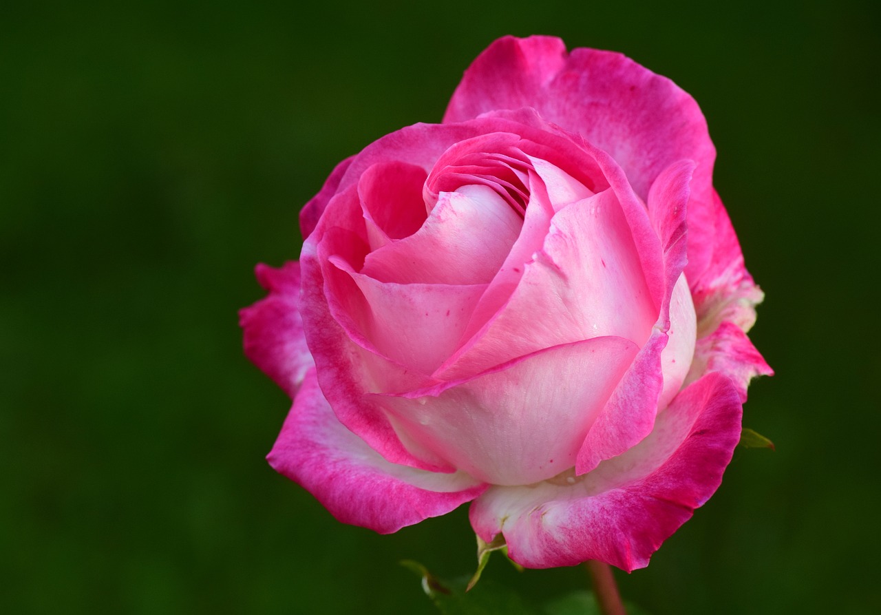 Rosa Damascena Granado: O perfume floral que encanta