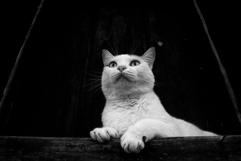 Delineado de Gato: O Guia Definitivo para Acertar na Técnica