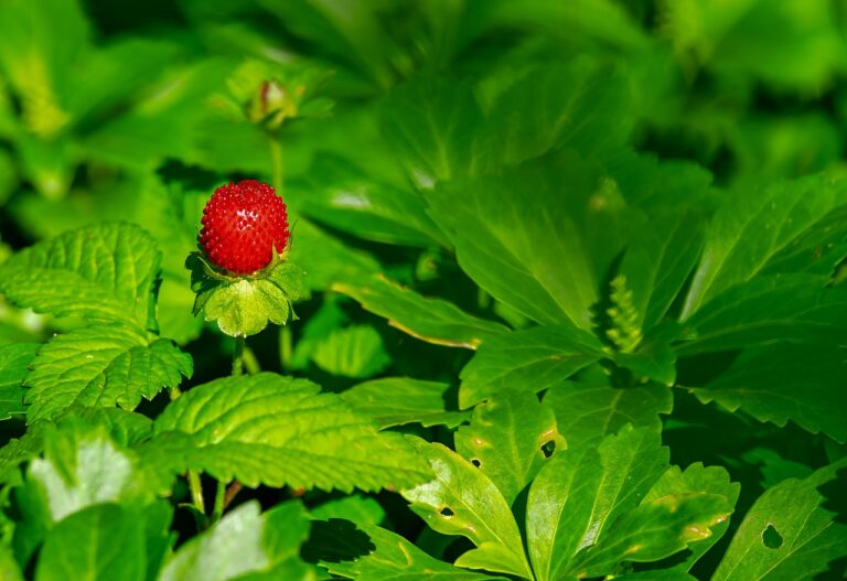 Perfume de morango: 5 fragrâncias doces e irresistíveis