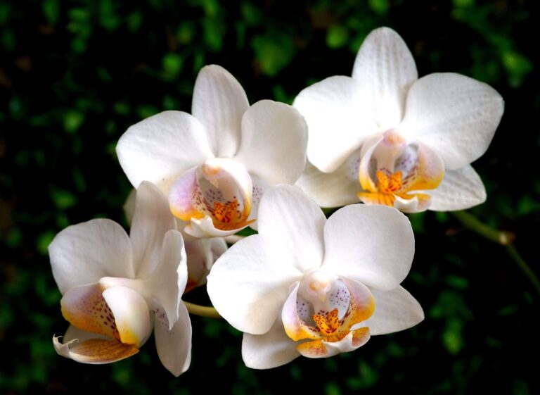 Kits Natura Dia das Mães: 5 presentes para emocionar em 2024